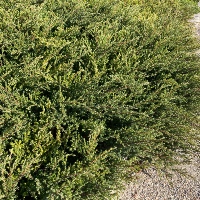 Common Juniper
