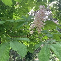 Horse chestnut