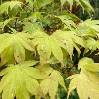 Japanese maple