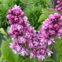 Common lilac `Gaby`