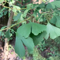 Maidenhair tree