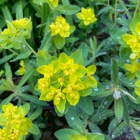 Cushion spurge