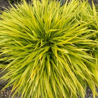 Hakonechloa