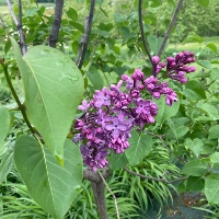 Common lilac `Jaunkalsnavas Nakts`