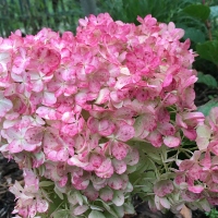 Panicled hydrangea