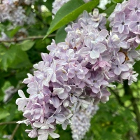 Common lilac `Aucubaefolia`