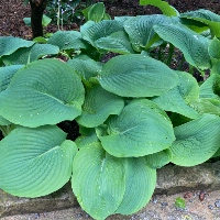 Siebold's plantain lily