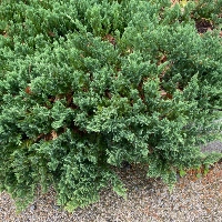 Creeping juniper