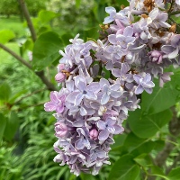 Common lilac `Evert dr Gier`