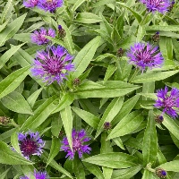 Perennial cornflower