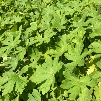 Bodziszek korzeniasty