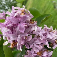Common lilac `Bogdan Khmel’nitskiy`