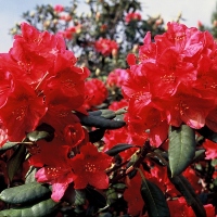 Rhododendron `America`