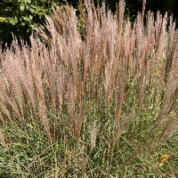 Zebra grass