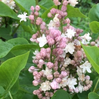 Common lilac `General Pershing`
