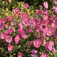 Zawilec `Margarete`
