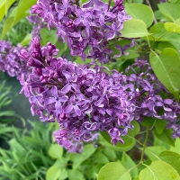 Common lilac `Belorusskie Zori`