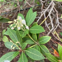 Japanese Pieris `Fuga`