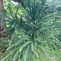 Japanese cedar