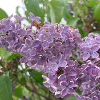 Common lilac `Congo`