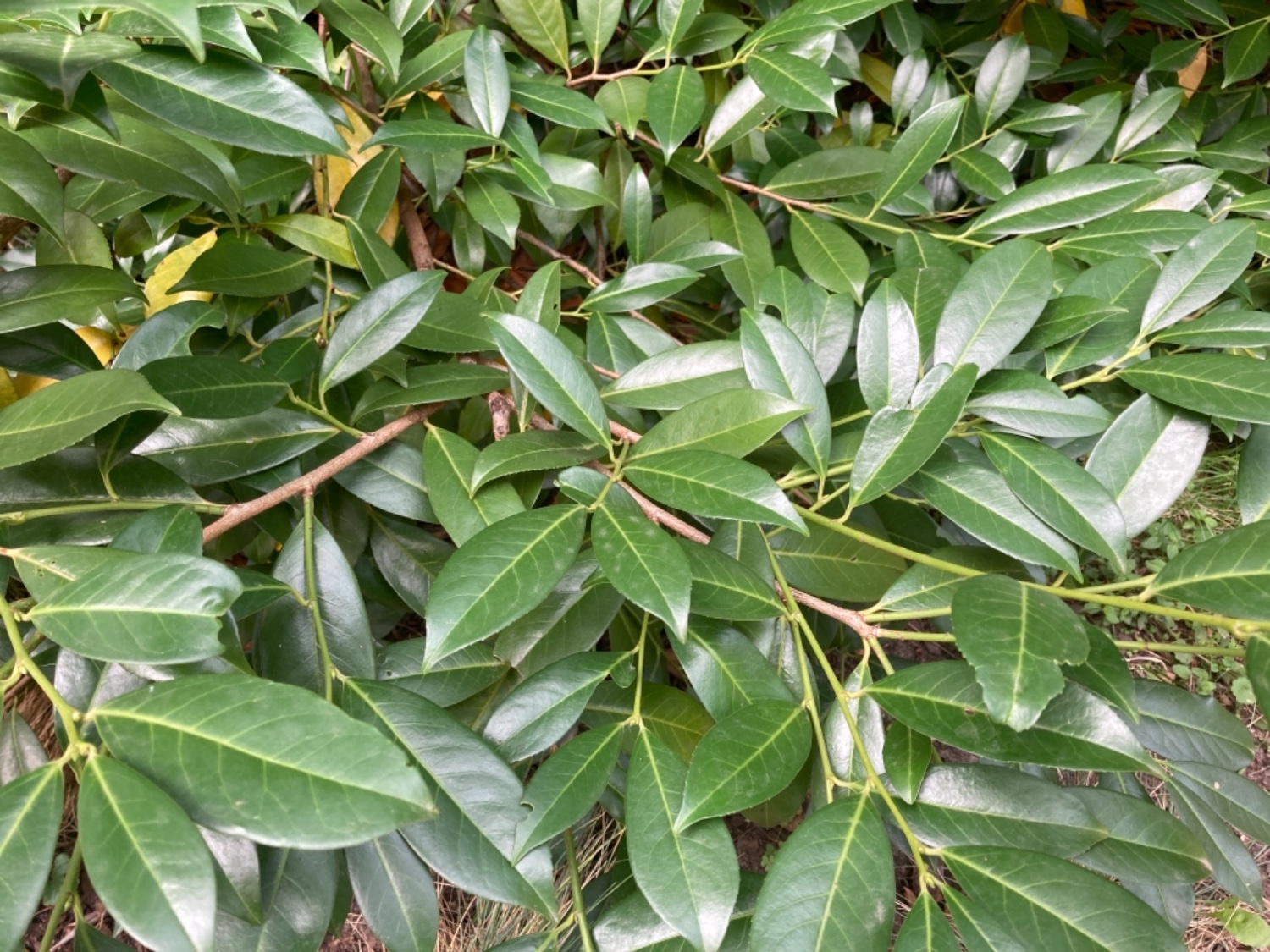Prunus laurocerasus L.