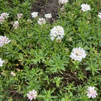 Evergreen Candytuft