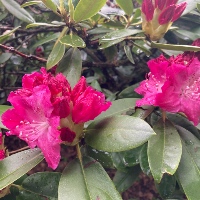Rhododendron `Annedore`
