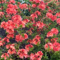 Rhododendron `Arista`
