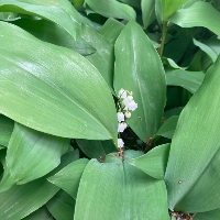 Lily of the Valley
