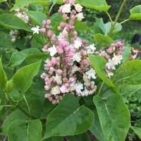 Common lilac