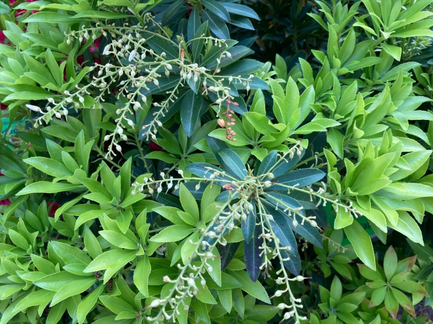 Pieris japonica (Thunb.) D.Don ex G.Don