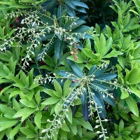 Japanese Pieris `Bolero`