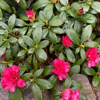 Rhododendron `Anuschka`