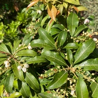 Japanese Pieris `Firecrest`