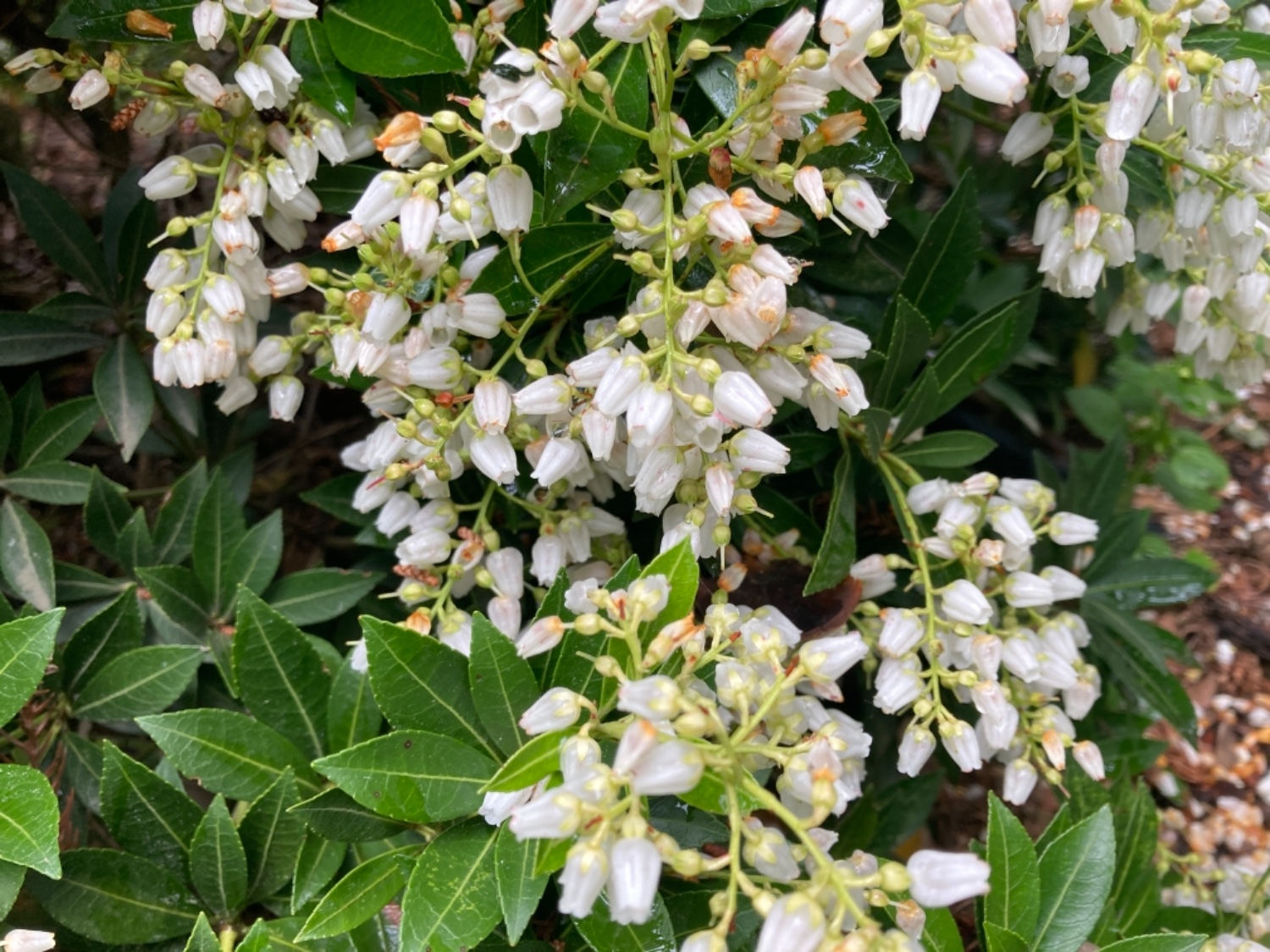 Pieris japonica (Thunb.) D.Don ex G.Don