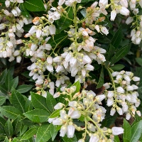 Japanese Pieris `Nocturne`