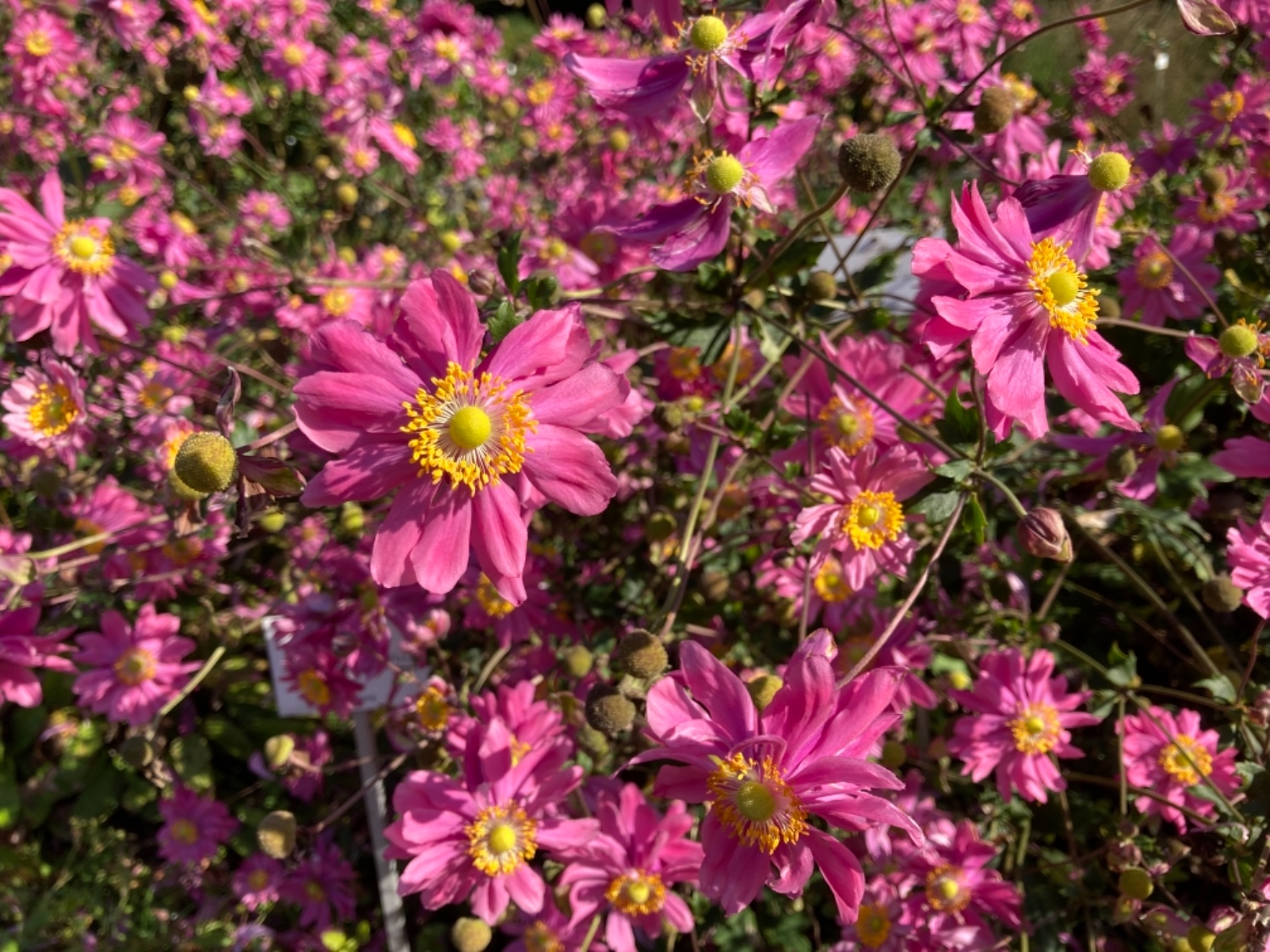 Anemone L.