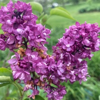 Common lilac `Charles Joly`