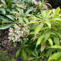 Japanese Pieris `Flamingo`