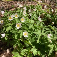 Wood Anemone