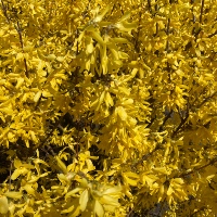 Forsythia