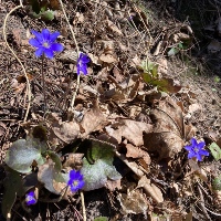 Przylaszczka pospolita