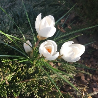 Dutch Crocus