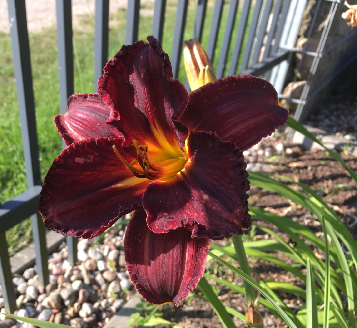 Hemerocallis L.