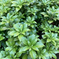 Japanese spurge