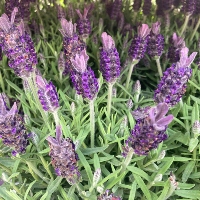 French lavender