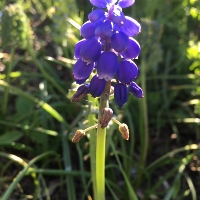 Grape hyacinths
