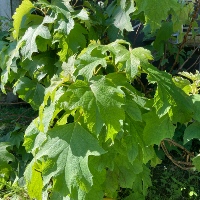 Hortensja dębolistna