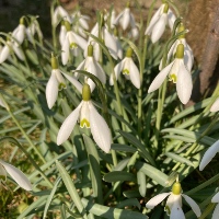 Common snowdrop