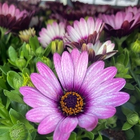 African Daisy